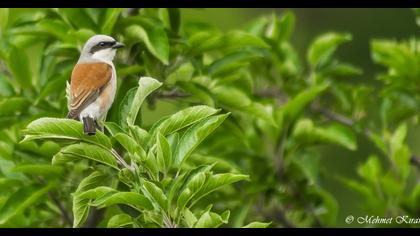 Kızılsırtlı örümcekkuşu
