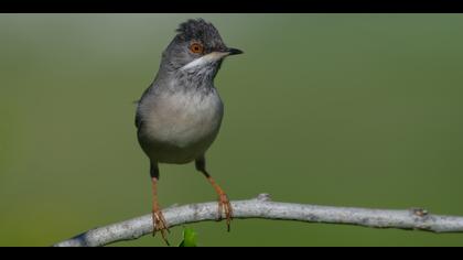 Karaboğazlı ötleğen