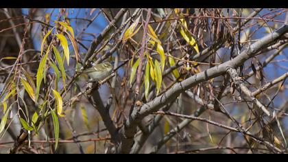 Sarıkaşlı çıvgın
