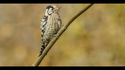 Küçük ağaçkakan