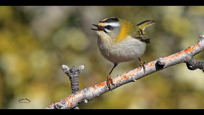 Sürmeli çalıkuşu