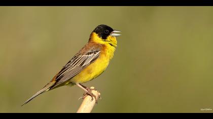 Karabaşlı kirazkuşu