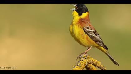 Karabaşlı kirazkuşu