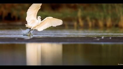Küçük ak balıkçıl
