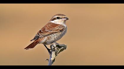 Kızılsırtlı örümcekkuşu