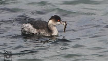 Karaboyunlu batağan