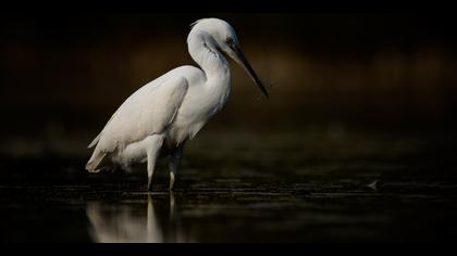 Küçük ak balıkçıl