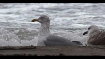 Kuzey gümüş martı