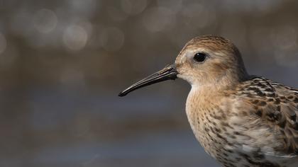 Karakarınlı kumkuşu