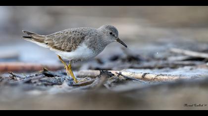 Sarıbacaklı kumkuşu