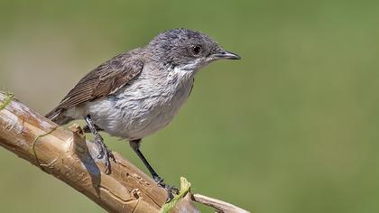 Küçük akgerdanlı ötleğen