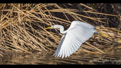 Büyük ak balıkçıl