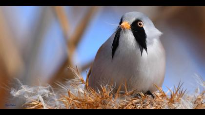 Bıyıklı baştankara