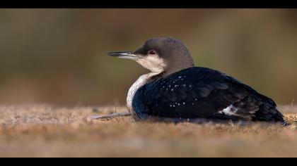 Karagerdanlı dalgıç