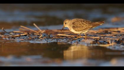 Sarıbacaklı kumkuşu