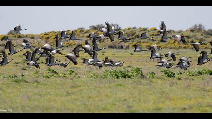 Telli turna » Demoiselle Crane » Grus virgo
