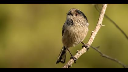 Uzunkuyruklu baştankara