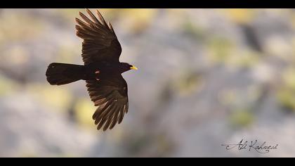 Sarıgagalı dağ kargası