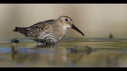 Karakarınlı kumkuşu