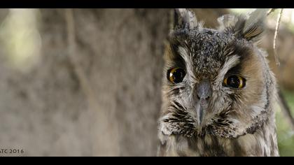 Kulaklı orman baykuşu » Long-eared Owl » Asio otus
