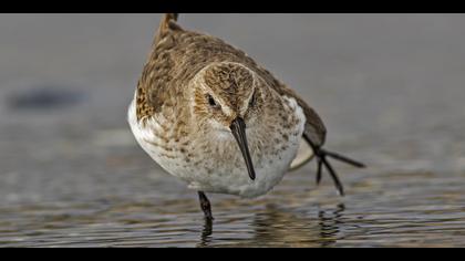 Karakarınlı kumkuşu
