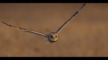 Kır baykuşu » Short-eared Owl » Asio flammeus