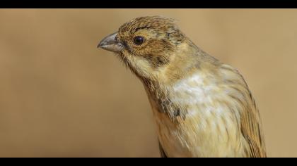 Bataklık Kirazkuşu