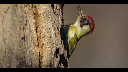Yeşil ağaçkakan » European Green Woodpecker » Picus viridis