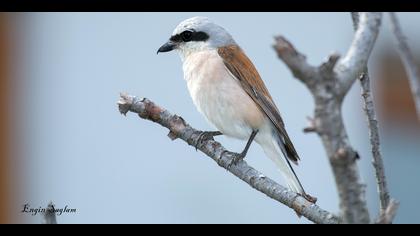 Kızılsırtlı örümcekkuşu