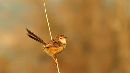 Dikkuyruklu ötleğen