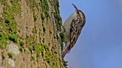 Bahçe tırmaşıkkuşu