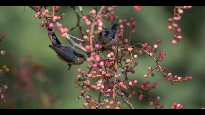 Uzunkuyruklu baştankara » Long-tailed Tit » Aegithalos caudatus