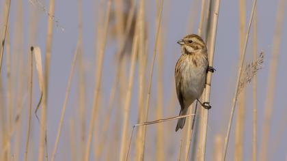 Bataklık Kirazkuşu