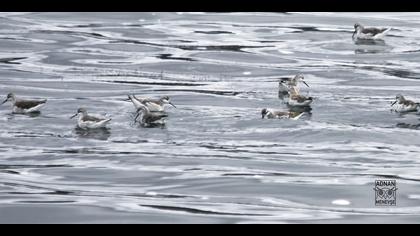 Büyük denizdüdükçünü