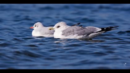 Küçük gümüş martı