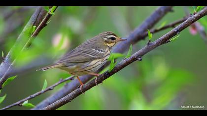 Yeşilsırtlı incirkuşu