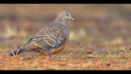 Büyük üveyik eskisi