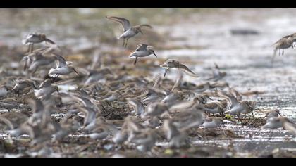 Karakarınlı kumkuşu