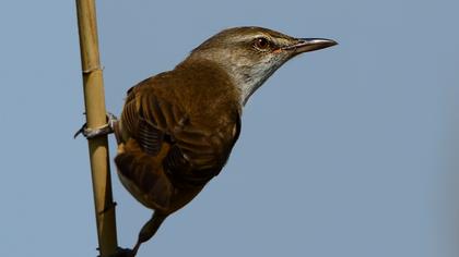 Büyük kamışçın