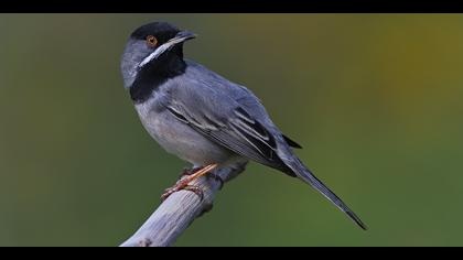Karaboğazlı ötleğen