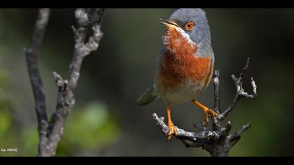 Bıyıklı ötleğen