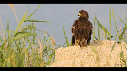 Büyük orman kartalı