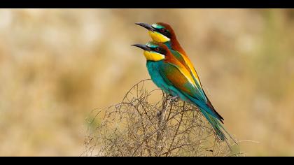 Arıkuşu » European Bee-eater » Merops apiaster