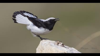 Aksırtlı kuyrukkakan