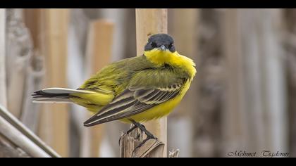 Sarı kuyruksallayan