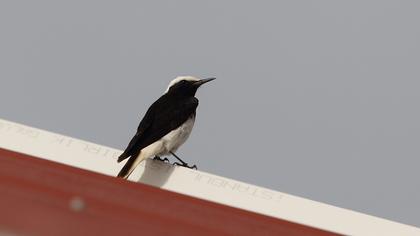 Keşiş kuyrukkakanı