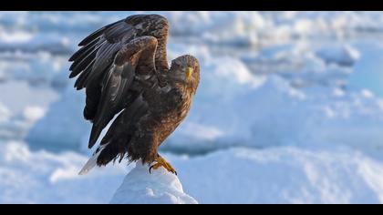Akkuyruklu kartal » White-tailed Eagle » Haliaeetus albicilla