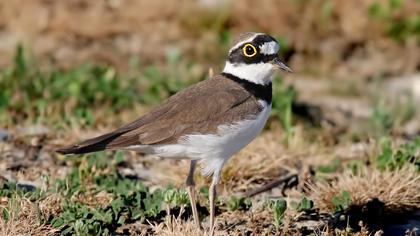 Halkalı küçük cılıbıt