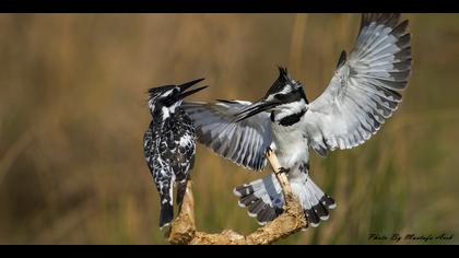 Alaca yalıçapkını