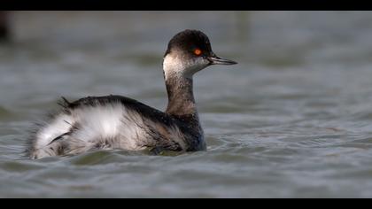 Karaboyunlu batağan